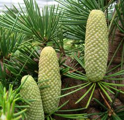 Cedrus libani — photo 2